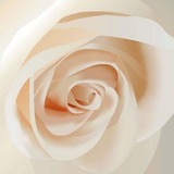 Цветы и растения